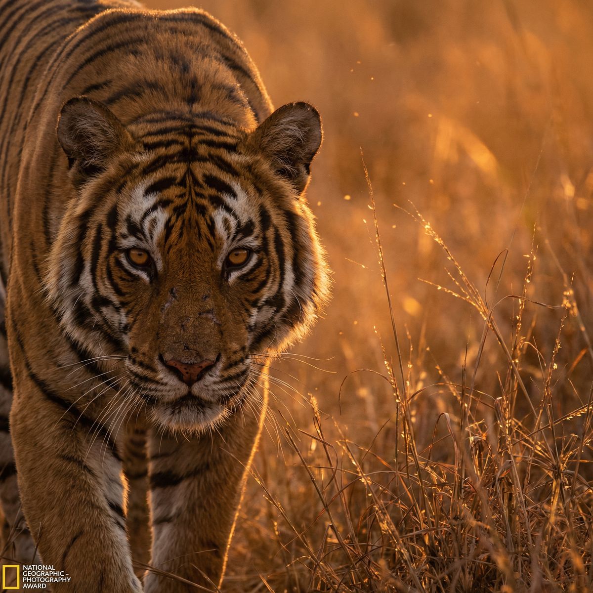 网红主播老虎视频 - 丛林之王